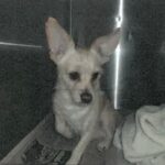 Nelson is a Chihuahua.