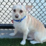 Nelson is a Chihuahua.