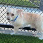 Nelson is a Chihuahua.