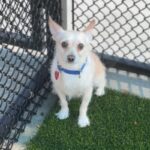 Nelson is a Chihuahua.