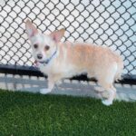 Nelson is a Chihuahua.