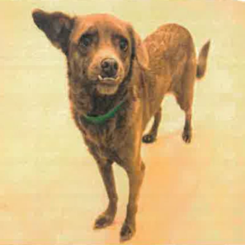 Brownie is a Chihuahua.