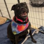 Piper is a Mixed Breed (Small).