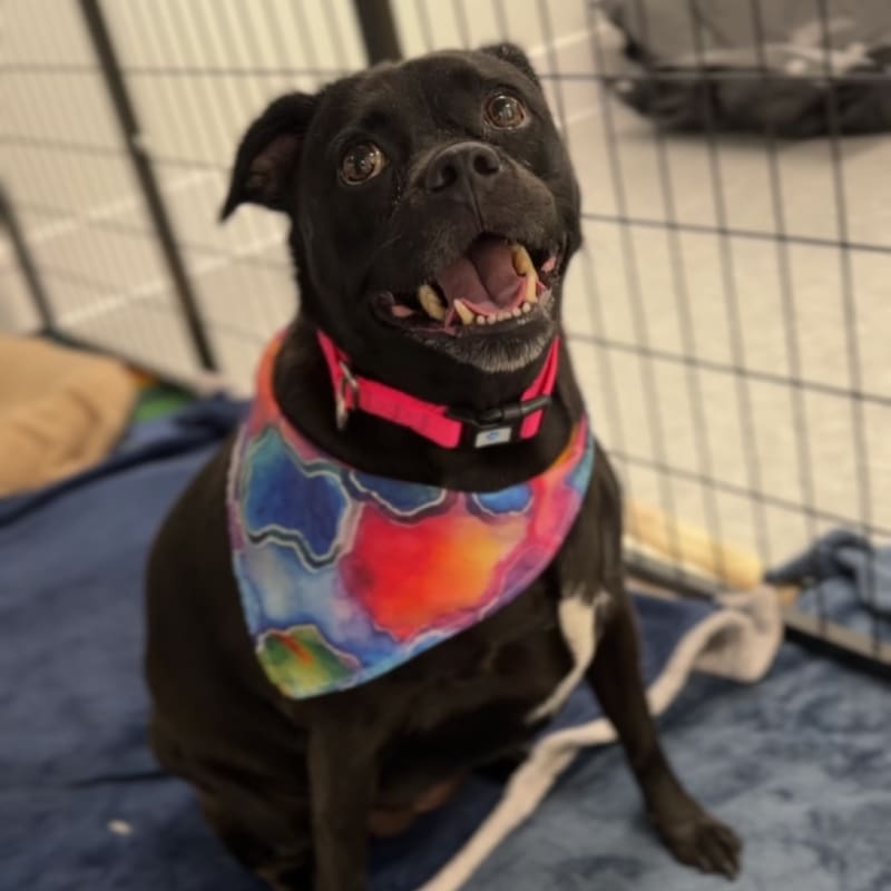 Piper is a Mixed Breed (Small).