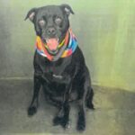 Piper is a Mixed Breed (Small).