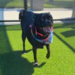 Piper is a Mixed Breed (Small).