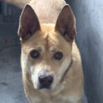 Lea is a Shepherd/Mixed Breed (Large).