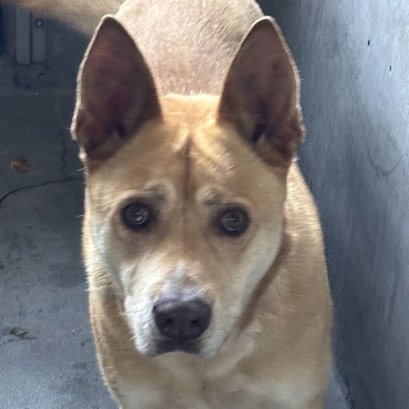 Lea is a Shepherd/Mixed Breed (Large).