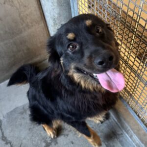 Drew is a Shepherd, German.