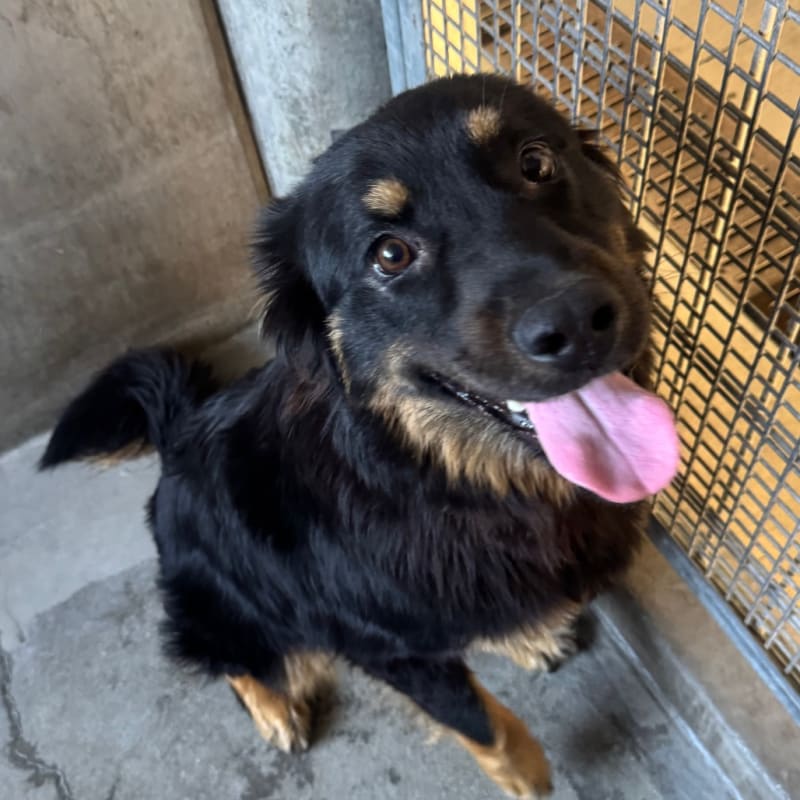 Drew is a Shepherd, German.