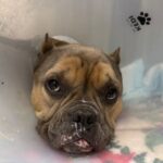 Star is a Bulldog, English.