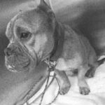 Star is a Bulldog, English.