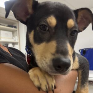 Bon Bon is a Terrier, Pit Bull.