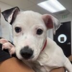 Cinnamon is a Terrier, Pit Bull.