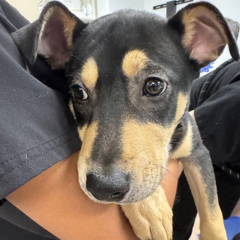 Apple is a Terrier, Pit Bull.