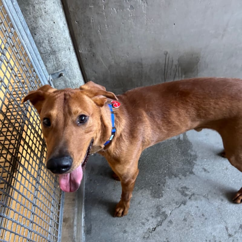 Rolly is a Mixed Breed (Medium).