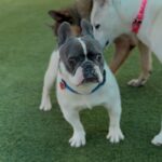 Fuerte is a Bulldog, French.