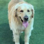 Shadow is a Retriever, Golden.