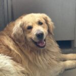 Shadow is a Retriever, Golden.