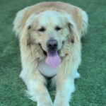 Shadow is a Retriever, Golden.