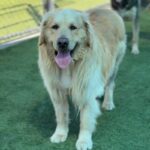 Shadow is a Retriever, Golden.