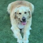 Shadow is a Retriever, Golden.