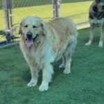 Shadow is a Retriever, Golden.