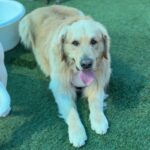 Shadow is a Retriever, Golden.