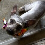 Swayze is a Schnauzer, Miniature.