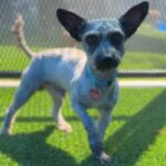 Swayze is a Schnauzer, Miniature.