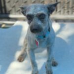 Swayze is a Schnauzer, Miniature.