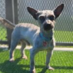 Swayze is a Schnauzer, Miniature.