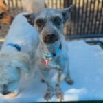 Swayze is a Schnauzer, Miniature.