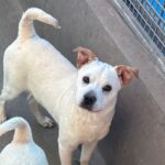 Fred is a Retriever, Yellow Labrador/Mixed Breed (Small).