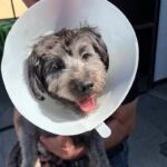 Moses is a Maltese/Poodle.