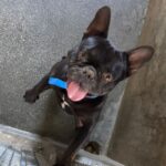 Tilly is a Bulldog, French/None.