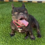 Tilly is a Bulldog, French/None.