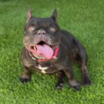 Tilly is a Bulldog, French/None.