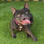 Tilly is a Bulldog, French/None.