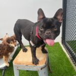 Tilly is a Bulldog, French/None.