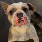 Bubba is a Bulldog, French.