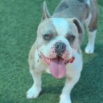 Bubba is a Bulldog, French.