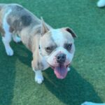 Bubba is a Bulldog, French.