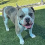 Bubba is a Bulldog, French.