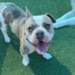 Bubba is a Bulldog, French.