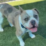 Bubba is a Bulldog, French.