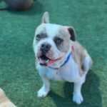 Bubba is a Bulldog, French.