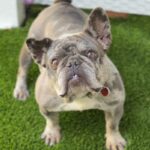 Electra is a Bulldog, French.