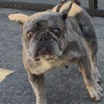 Electra is a Bulldog, French.