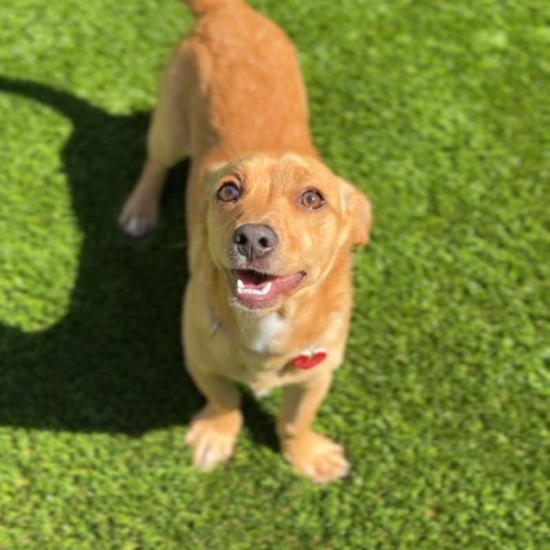 Marius is a Dachshund.